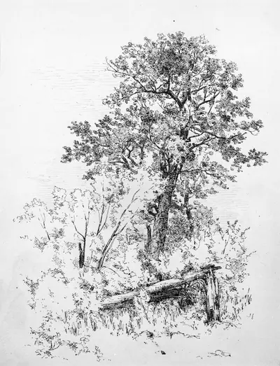 Sugar Maple, Adirondacks