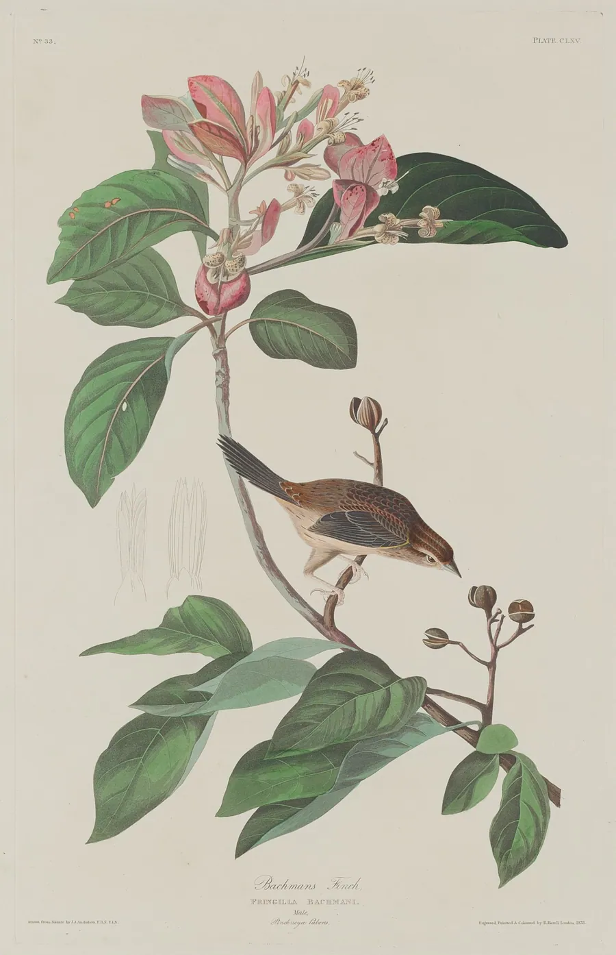 Bachmans Finch by Robert Havell, Jr.