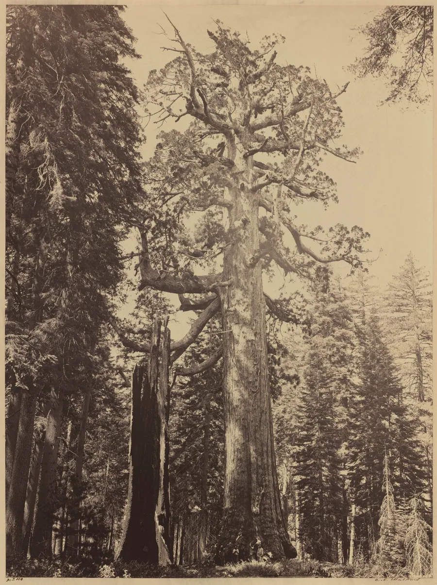 Grizzly Giant, Mariposa Grove by Carleton E. Watkins