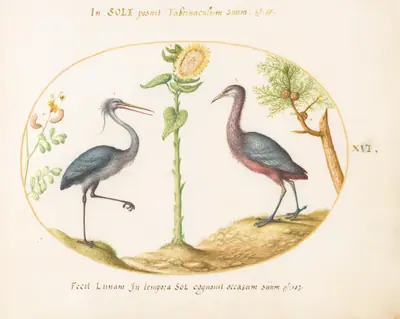 Plate 16: Gray Heron and Purple Heron(?) with a Sunflower