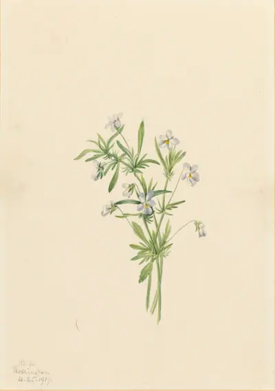 Field Violet (Viola rafinesquii)