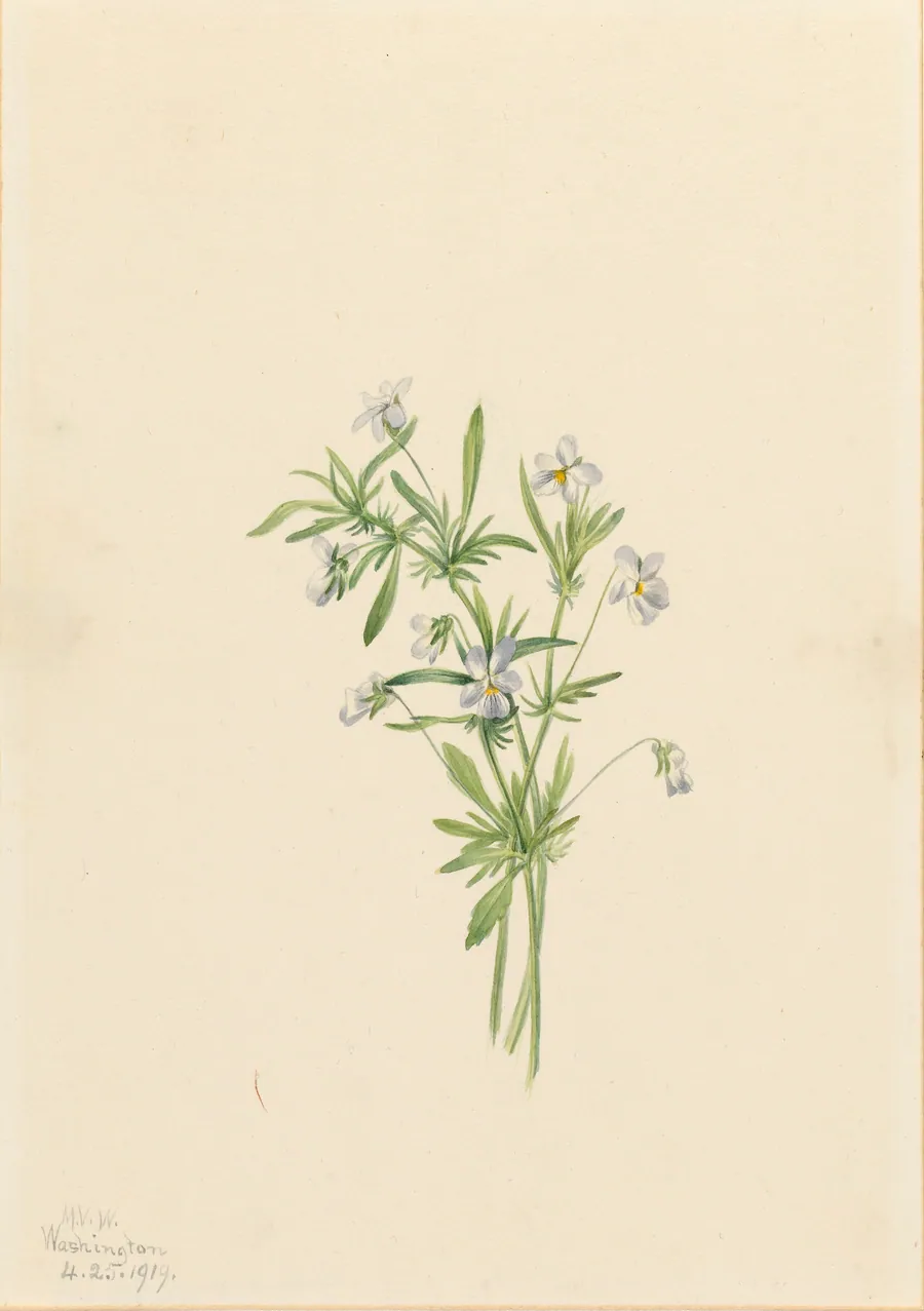 Field Violet (Viola rafinesquii) by Mary Vaux Walcott, born Philadelphia, PA 1860-died St. Andrews, New Brunswick, Canada 1940