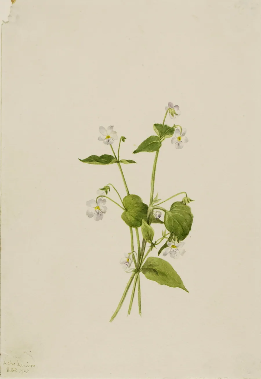 Canada Violet (Viola canadensis) by Mary Vaux Walcott, born Philadelphia, PA 1860-died St. Andrews, New Brunswick, Canada 1940