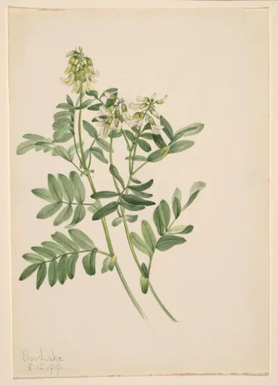 Untitled--Plant Study