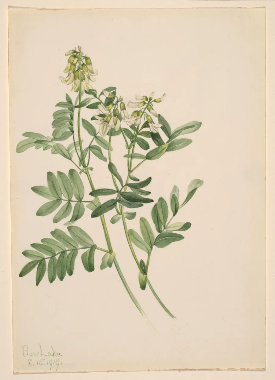 Untitled--Plant Study by Mary Vaux Walcott, born Philadelphia, PA 1860-died St. Andrews, New Brunswick, Canada 1940