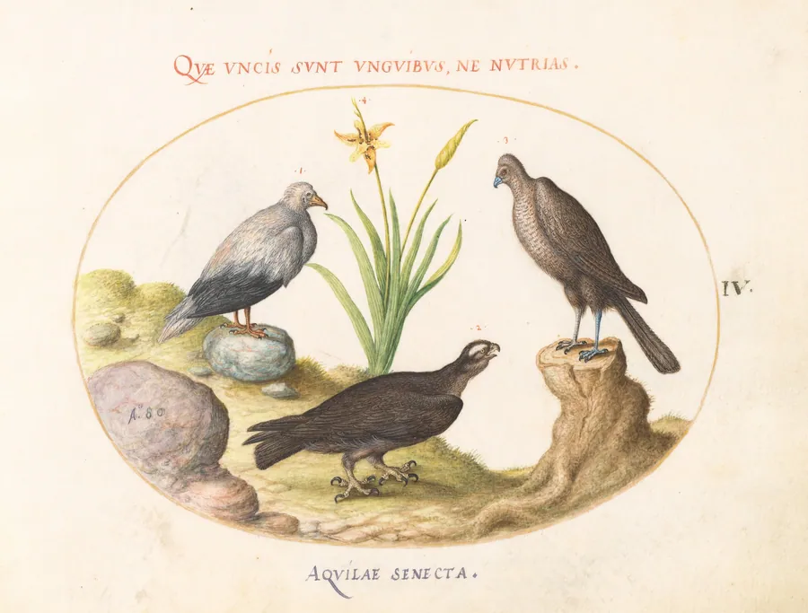 Plate 4: An Egyptian Vulture, a Northern Goshawk(?), and an "Aquila Heteropode" (Short Toed Eagle?) by Joris Hoefnagel