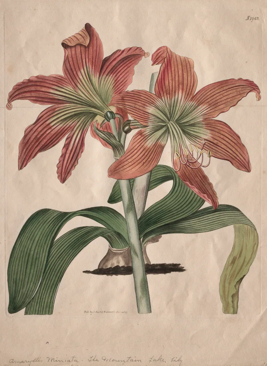 The Botanical Magazine or Flower Garden Displayed:  The Mountain Lake Lily by S. Curtis
