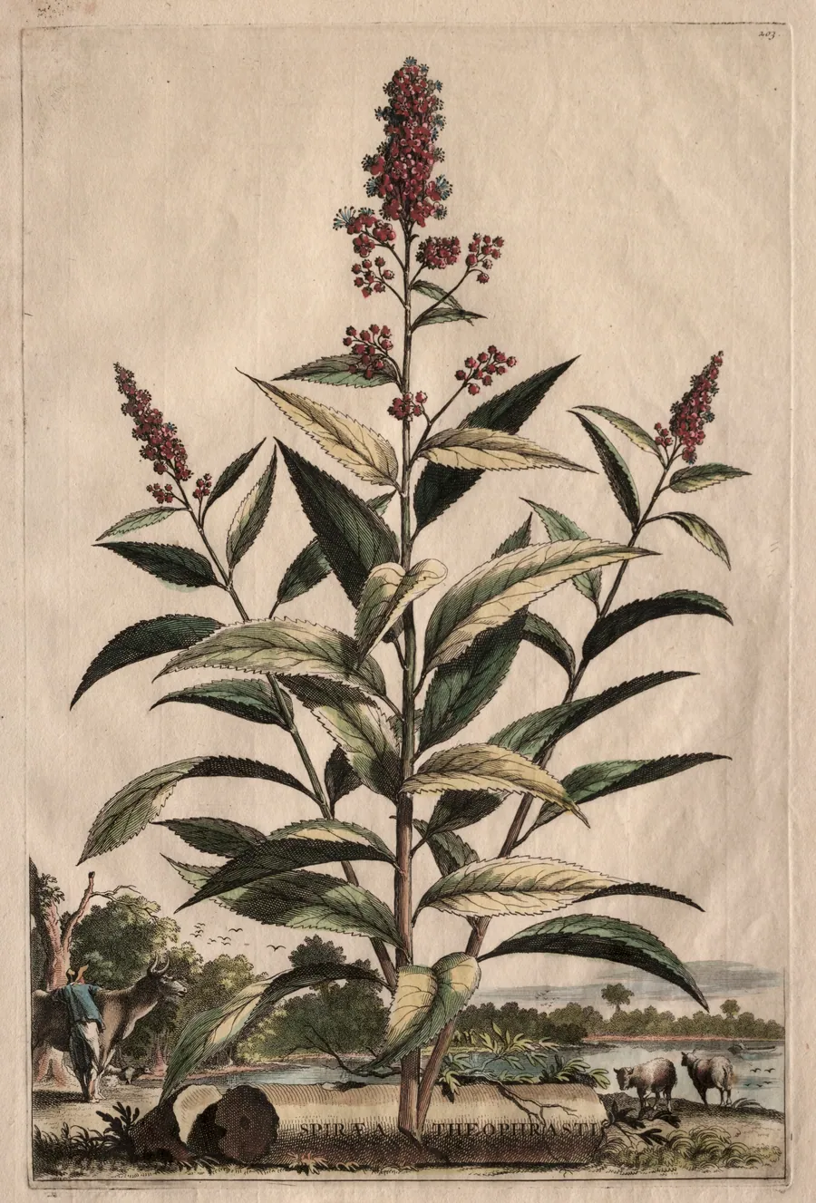 Phytographia Curiosa:  Spiraea Theophrasti by Abraham Munting
