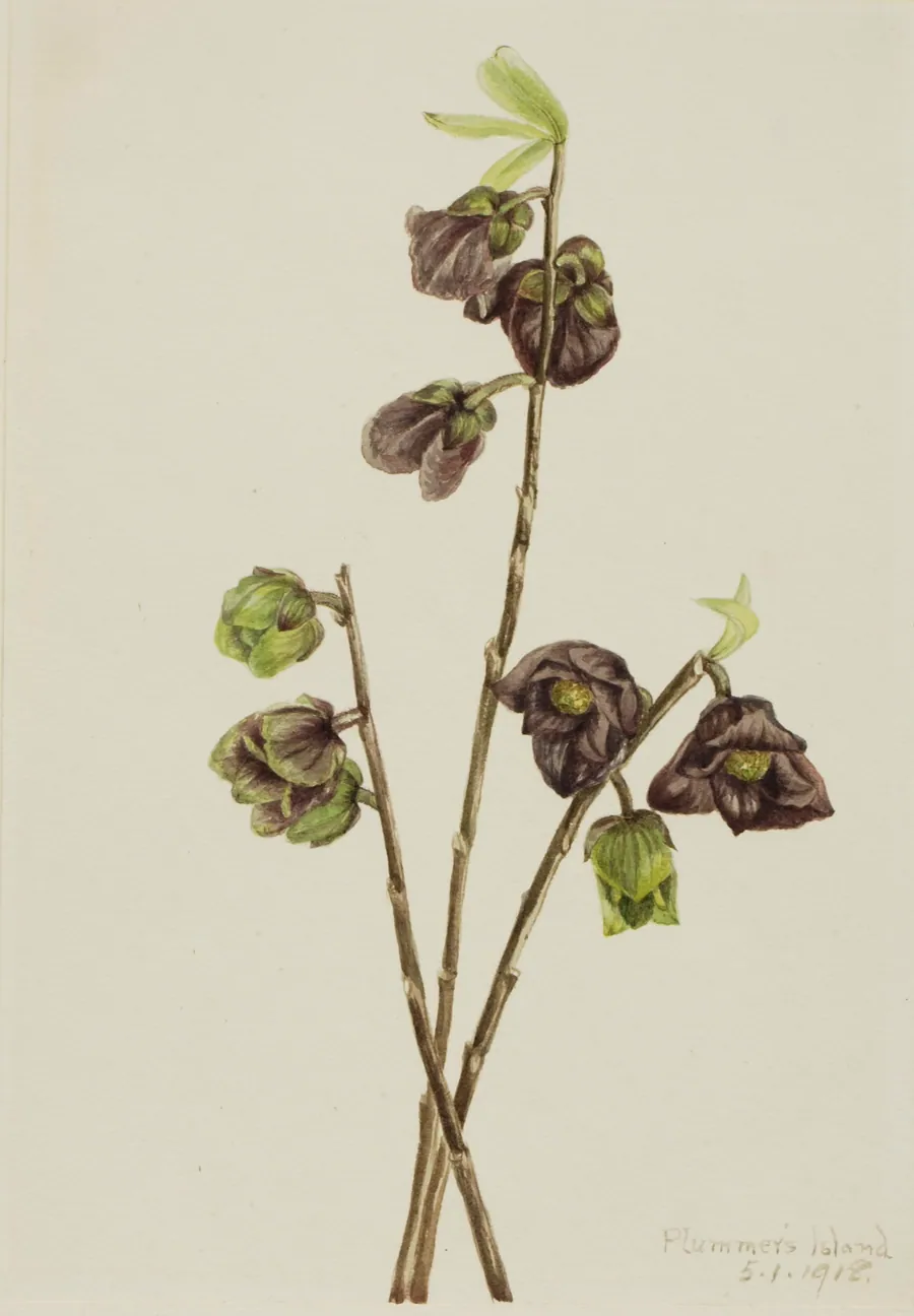 Papaw (Asimina triloba) by Mary Vaux Walcott, born Philadelphia, PA 1860-died St. Andrews, New Brunswick, Canada 1940