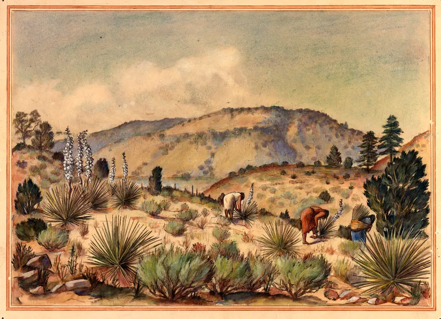 Women Gathering Yucca Plants by Unidentified