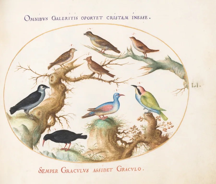 Plate 51: Crossbeak, Chough, Bee-Eater, and Other Birds by Joris Hoefnagel