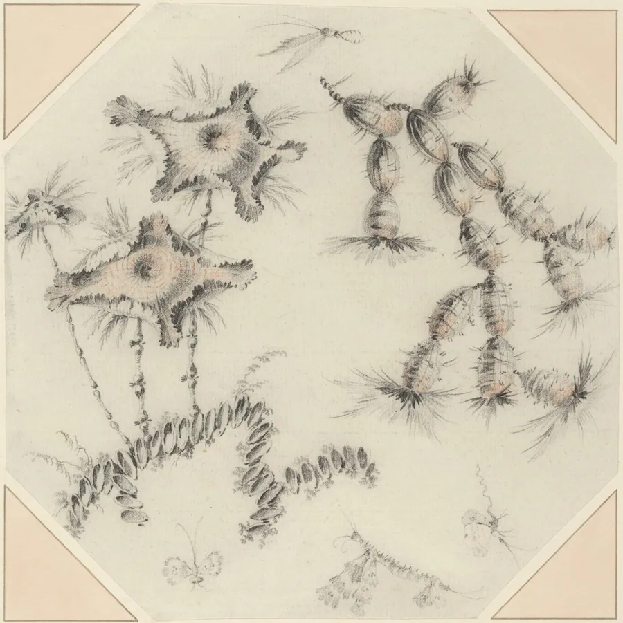 Bamboo Flowers and Cactus by Jean-Baptiste Pillement