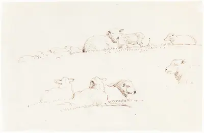 Studies of Sheep in Pasture