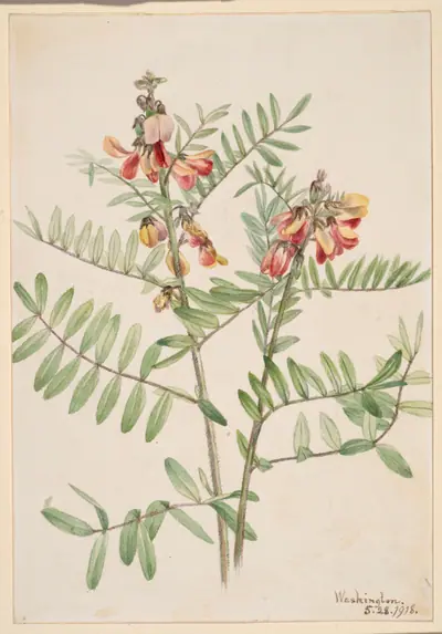 Rabbitbean (Cracca virginiana)