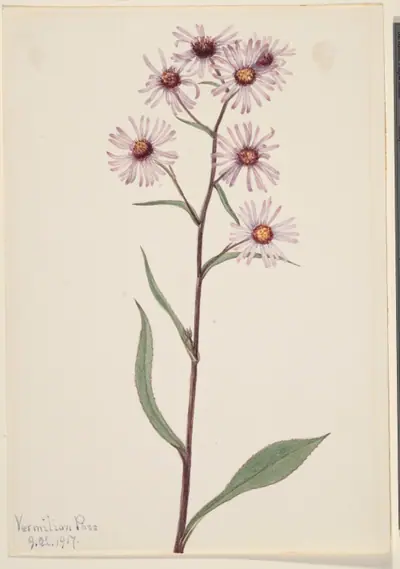 Showy Aster (Aster conspicuus)