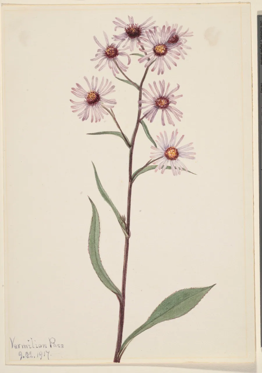 Showy Aster (Aster conspicuus) by Mary Vaux Walcott, born Philadelphia, PA 1860-died St. Andrews, New Brunswick, Canada 1940