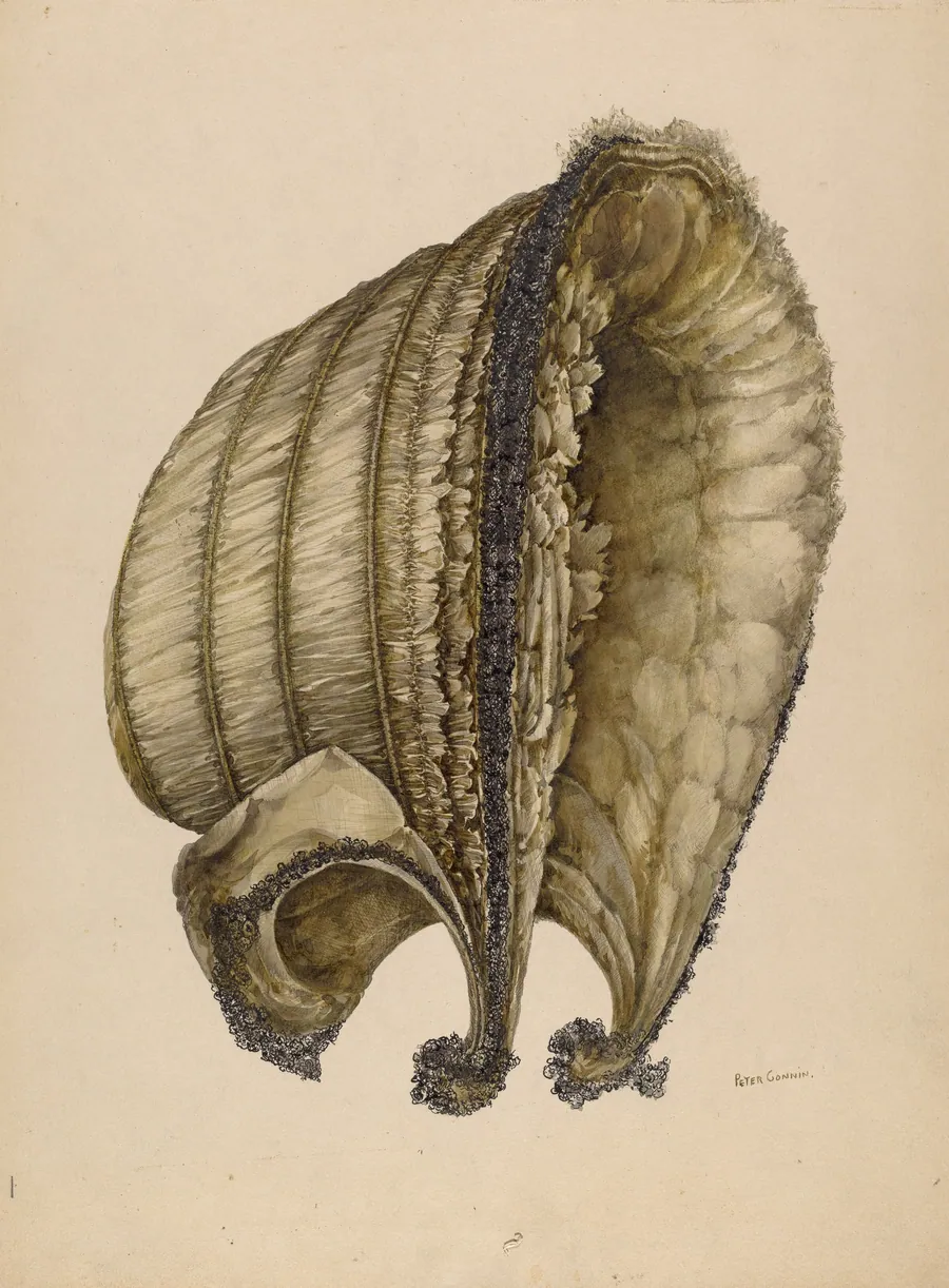 Silk Bonnet by Peter Connin
