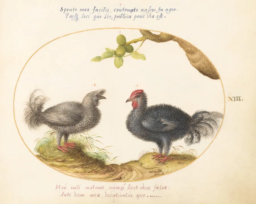 Plate 13: Two Curly Gray Chickens (Silkie Chickens?) by Joris Hoefnagel