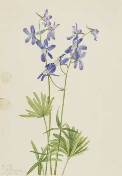 Slim Larkspur (Delphinium depauperatum)