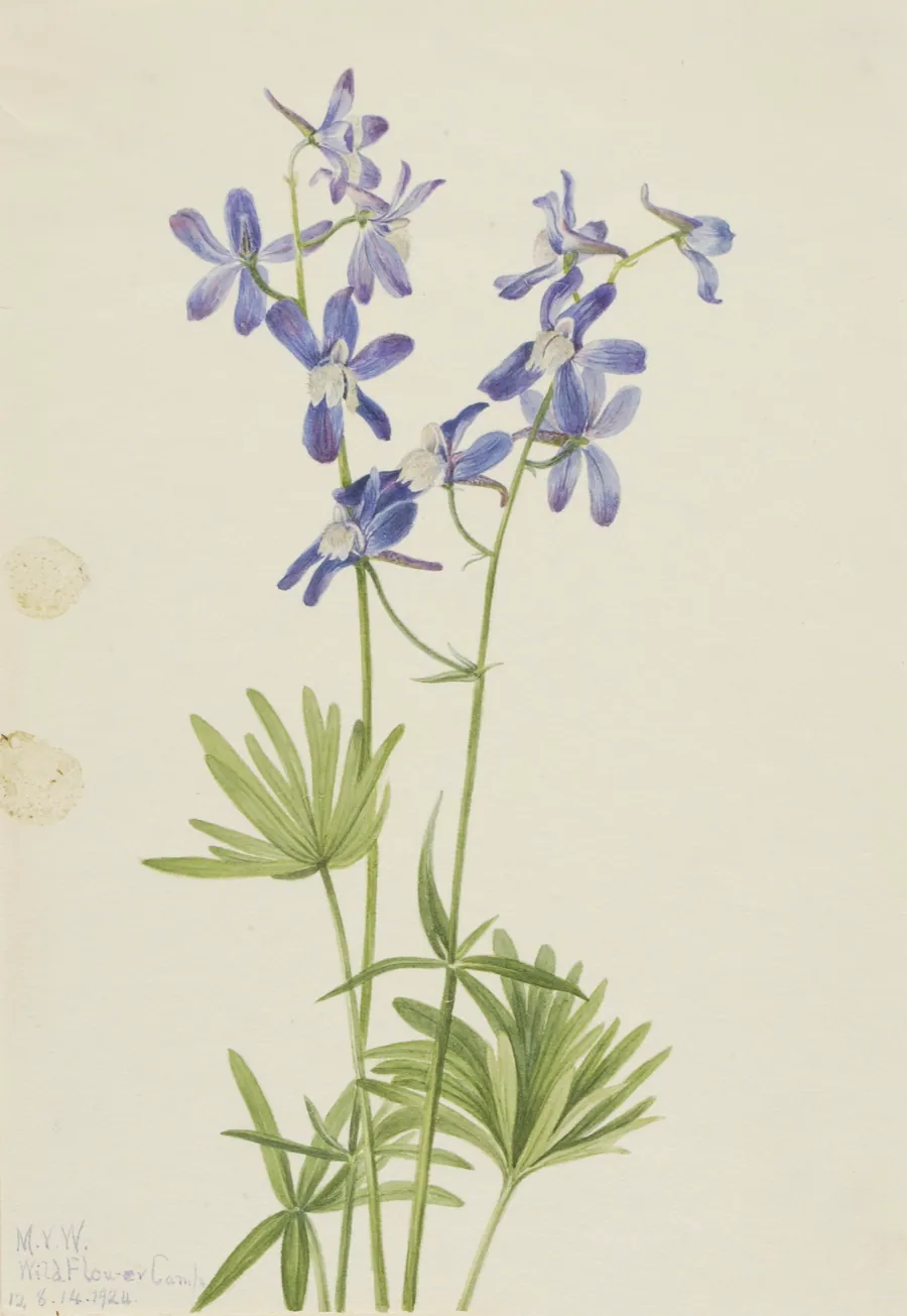 Slim Larkspur (Delphinium depauperatum) by Mary Vaux Walcott, born Philadelphia, PA 1860-died St. Andrews, New Brunswick, Canada 1940