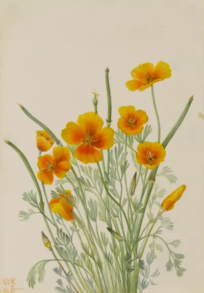 Mexican Poppy (Eschscholtzia mexicana)