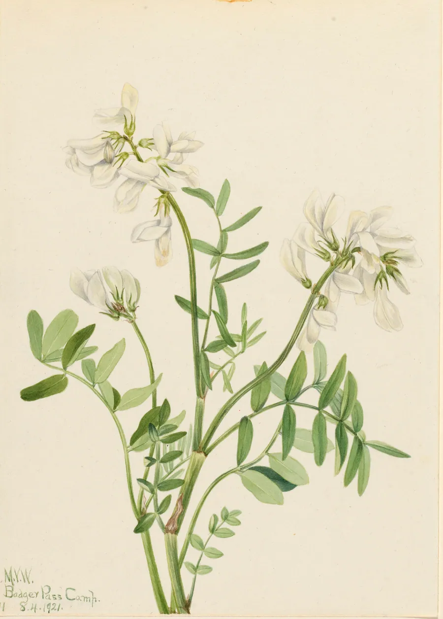 Sweetvetch (Hedysarum mackenzii) by Mary Vaux Walcott, born Philadelphia, PA 1860-died St. Andrews, New Brunswick, Canada 1940