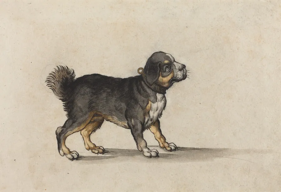 A Mastiff with a Gold-Tooled Collar by Jakob Walther