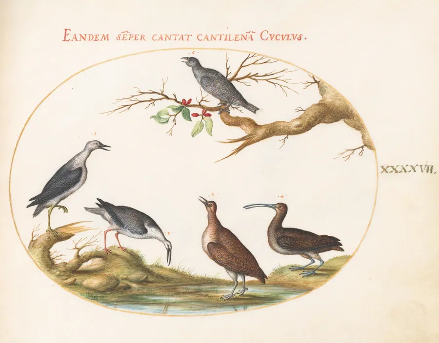 Plate 47: Shore Birds with a Perching Bird by Joris Hoefnagel