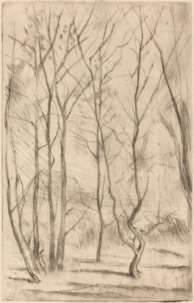 The Dam Wood