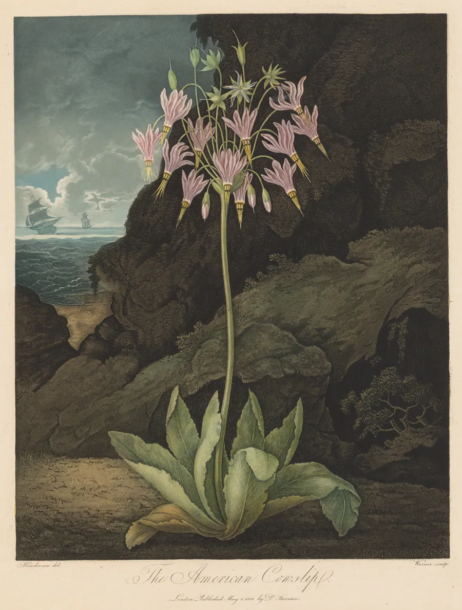 The American Cowslip, Plate 26 by Thomas Warner