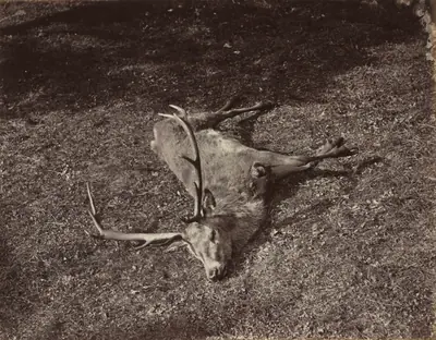 The Royal Stag