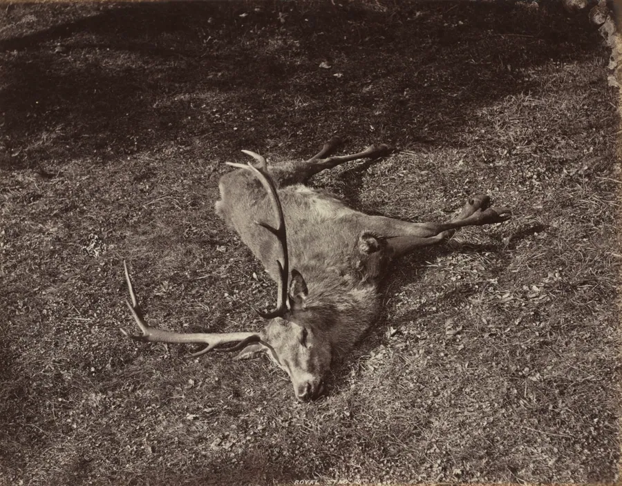 The Royal Stag by James Valentine