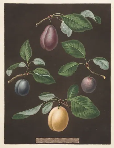 Pomona Britannica:  No. 17 - Plums