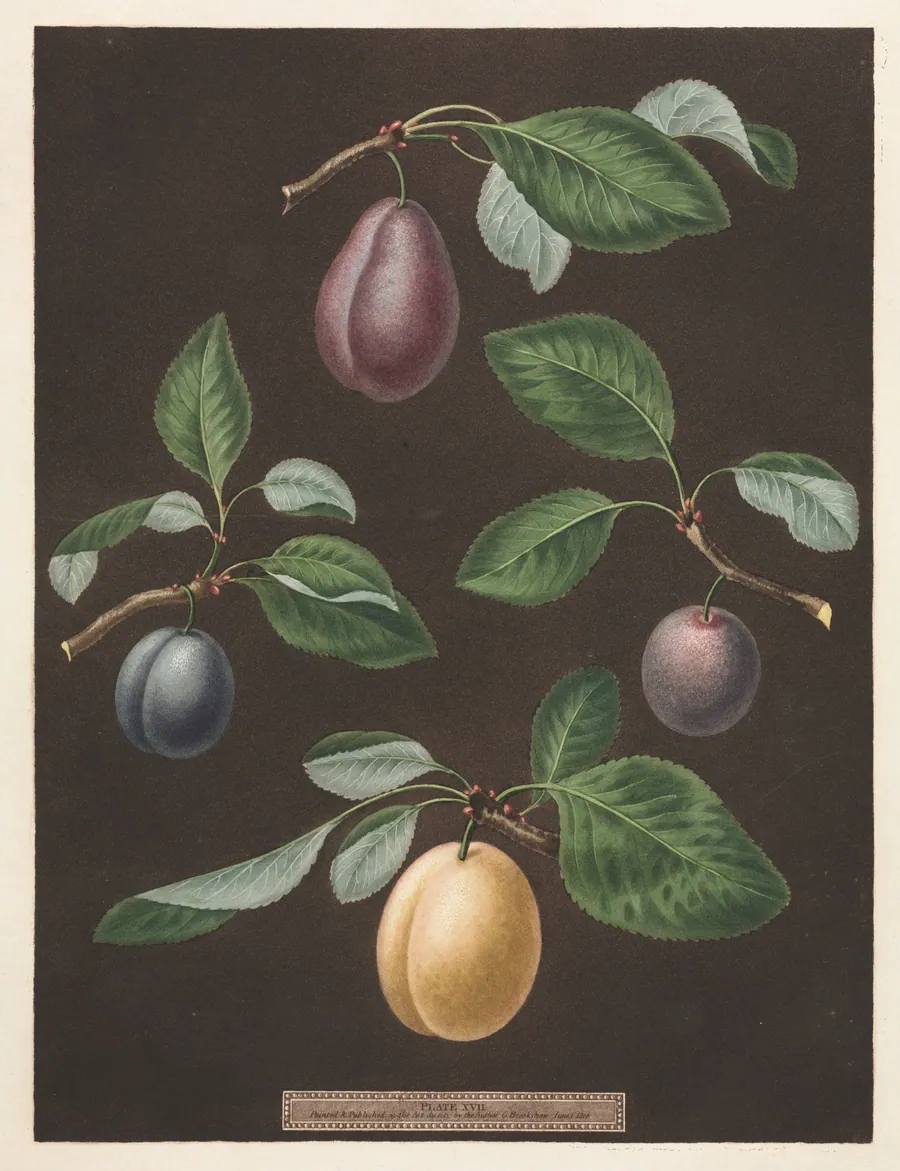 Pomona Britannica:  No. 17 - Plums by George Brookshaw