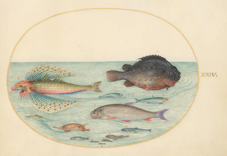 Plate 24: Flying Swallow Gurnard, Male Lumpsucker, Longspine Snipefish, and Other Fish by Joris Hoefnagel
