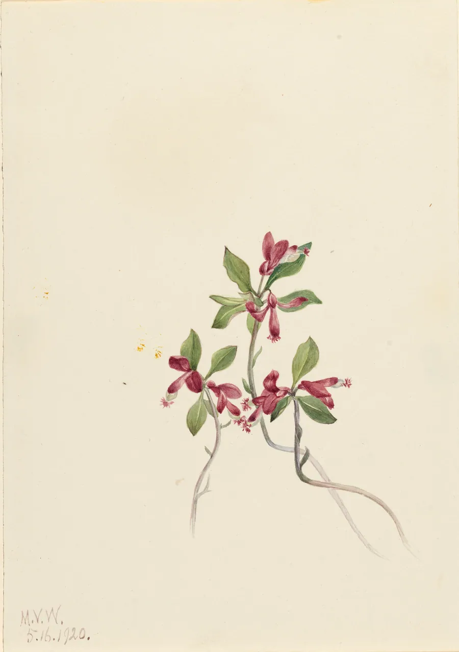 Fringed Polygala (Polygala paucifolia) by Mary Vaux Walcott, born Philadelphia, PA 1860-died St. Andrews, New Brunswick, Canada 1940
