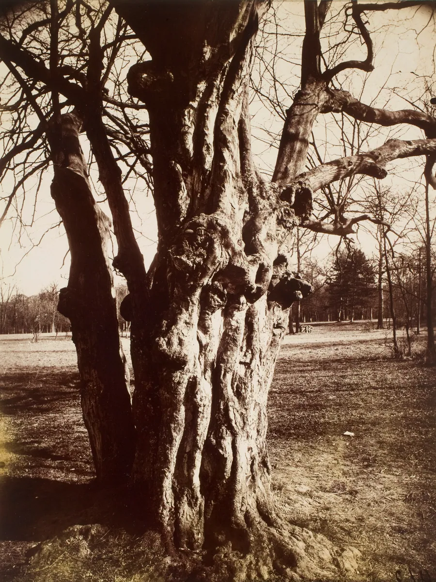 Saint-Cloud (Hêtre) by Eugène Atget