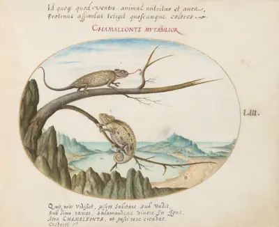 Plate 53: Two Common or Mediterranean Chameleons above San Sebastián, Spain