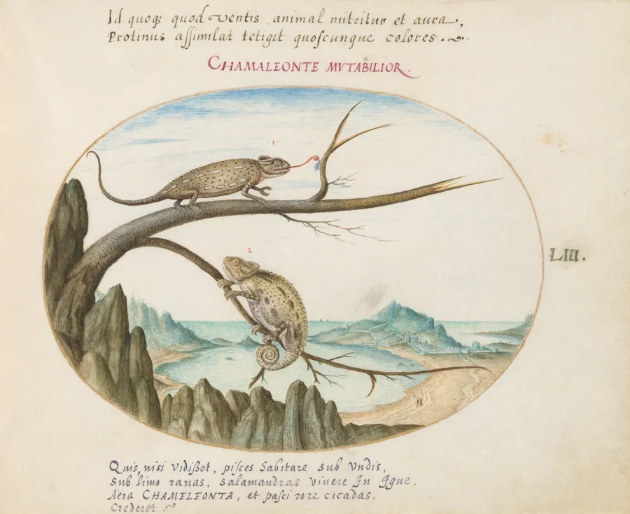 Plate 53: Two Common or Mediterranean Chameleons above San Sebastián, Spain by Joris Hoefnagel