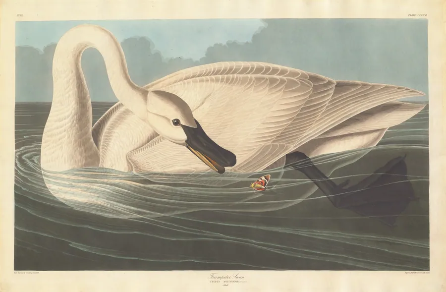 Trumpeter Swan by Robert Havell, Jr.