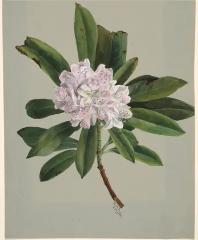 Rhododendron (Rhododendron maximum)