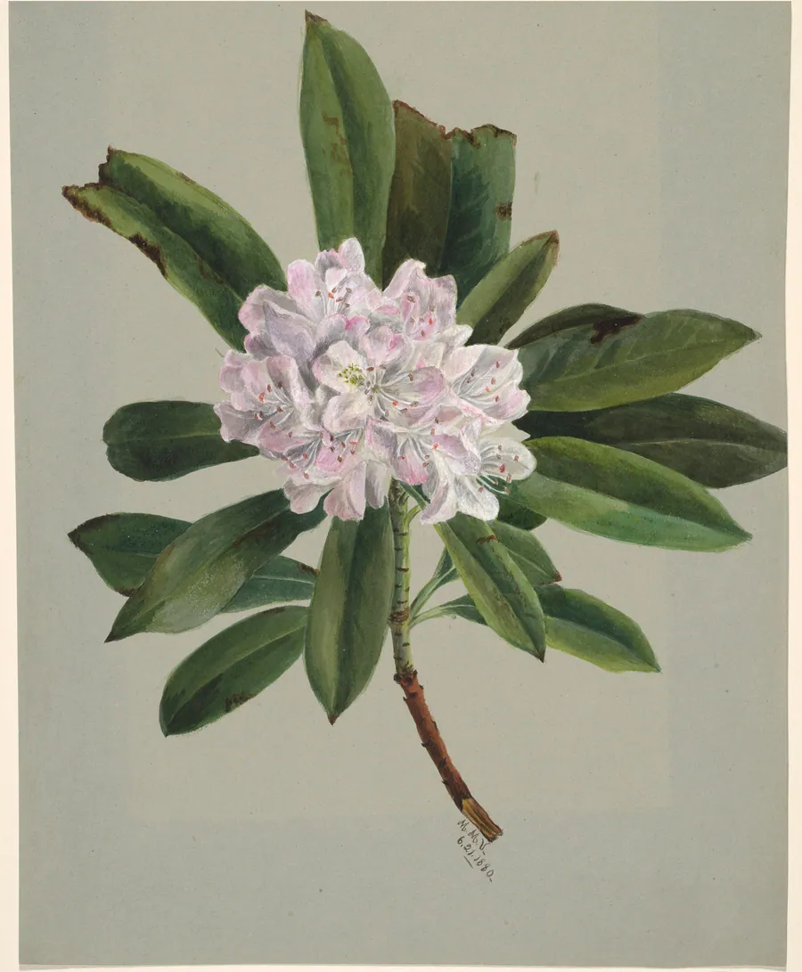 Rhododendron (Rhododendron maximum) by Mary Vaux Walcott, born Philadelphia, PA 1860-died St. Andrews, New Brunswick, Canada 1940