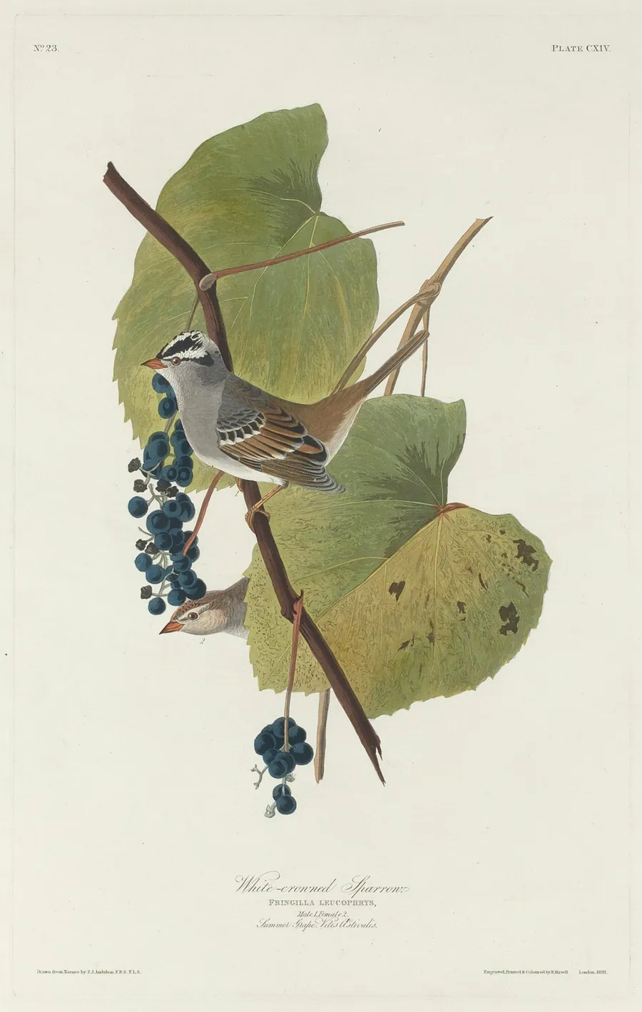 White-crowned Sparrow by Robert Havell, Jr.
