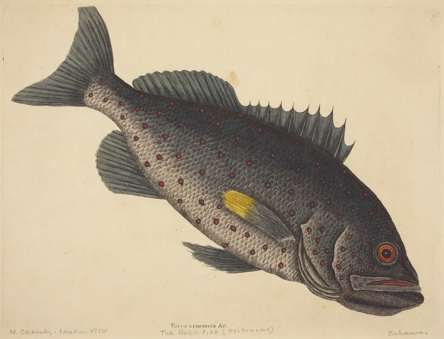 The Rock Fish (Perca venenosa) by Mark Catesby