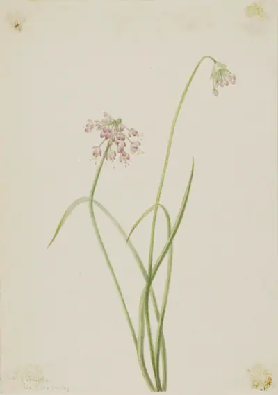Nodding Onion (Allium cernuum)