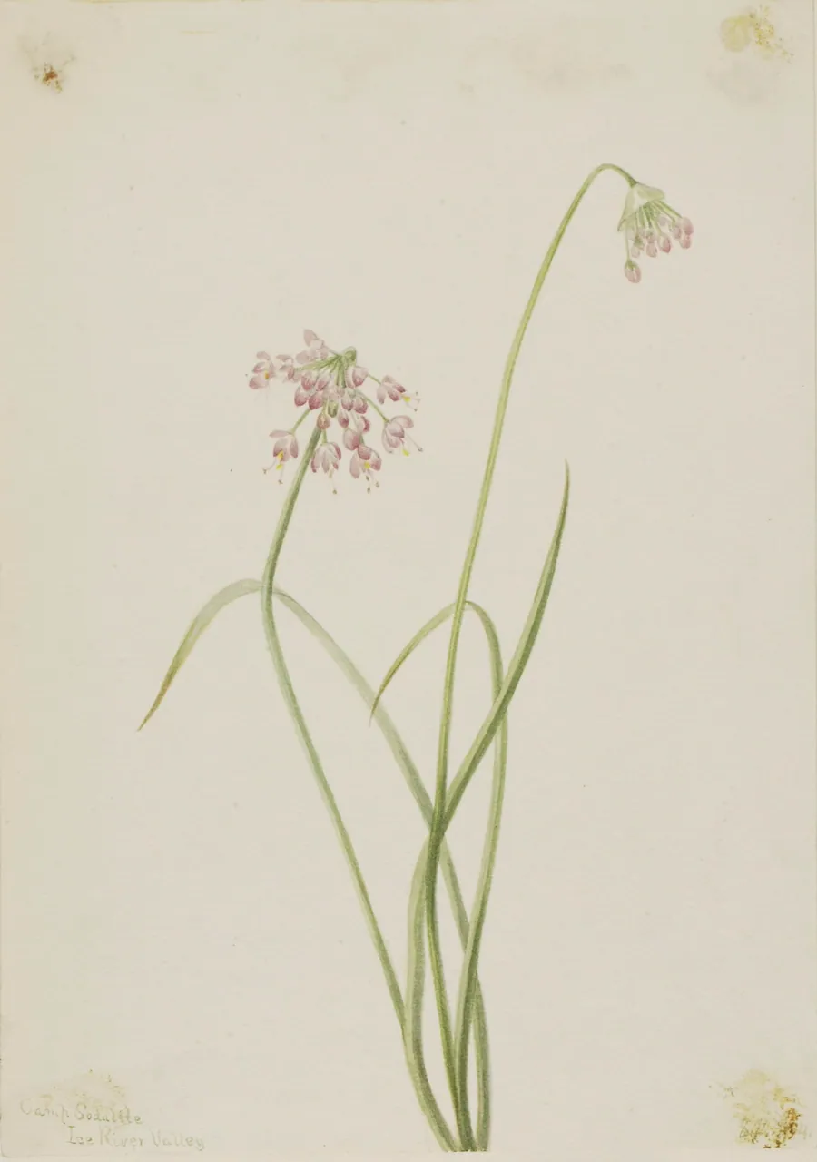 Nodding Onion (Allium cernuum) by Mary Vaux Walcott, born Philadelphia, PA 1860-died St. Andrews, New Brunswick, Canada 1940