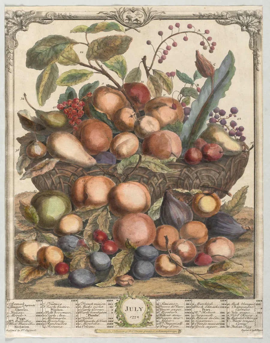 Twelve Months of Fruit:  July by Henry Fletcher