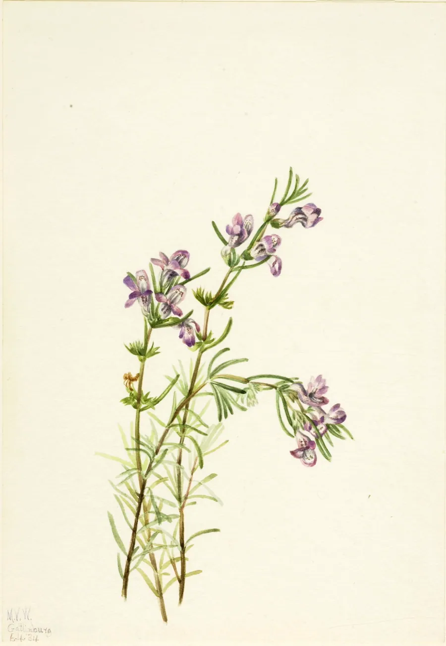 Conradina verticillata by Mary Vaux Walcott, born Philadelphia, PA 1860-died St. Andrews, New Brunswick, Canada 1940