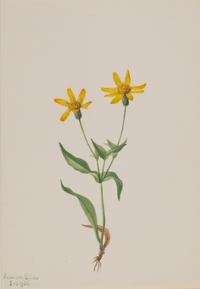 Arnica alpina