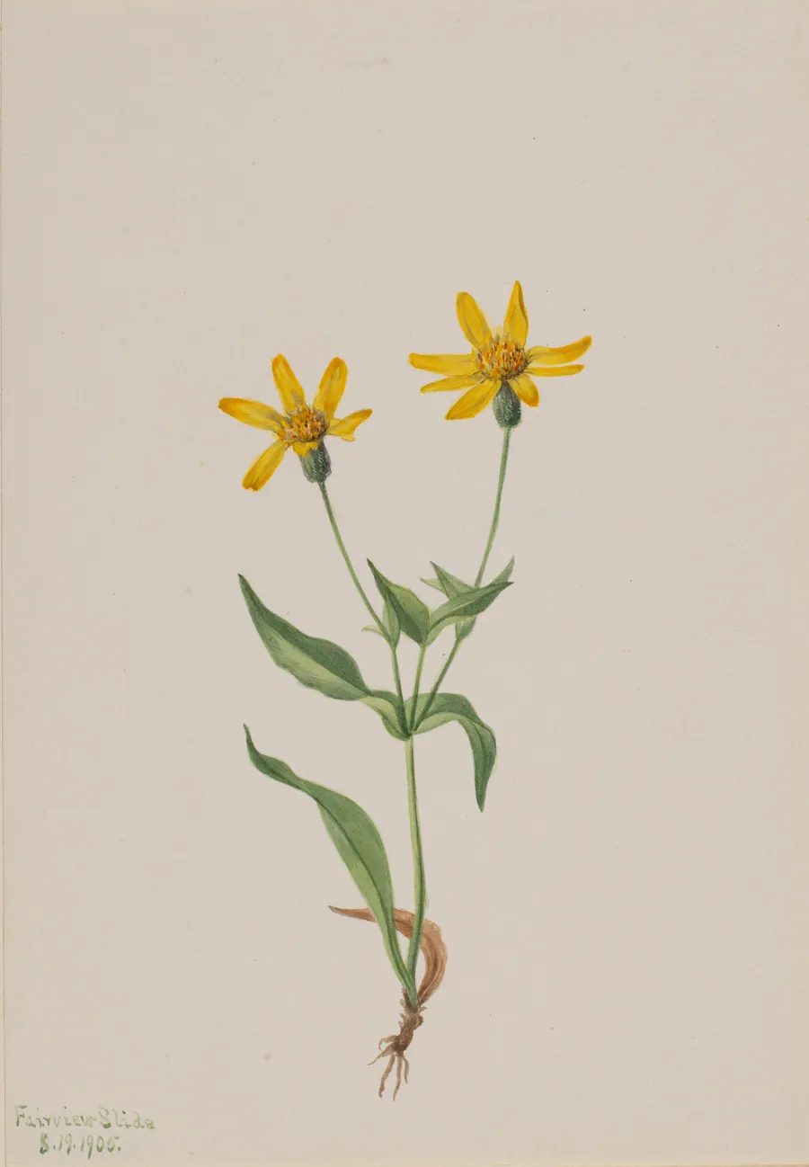 Arnica alpina by Mary Vaux Walcott, born Philadelphia, PA 1860-died St. Andrews, New Brunswick, Canada 1940